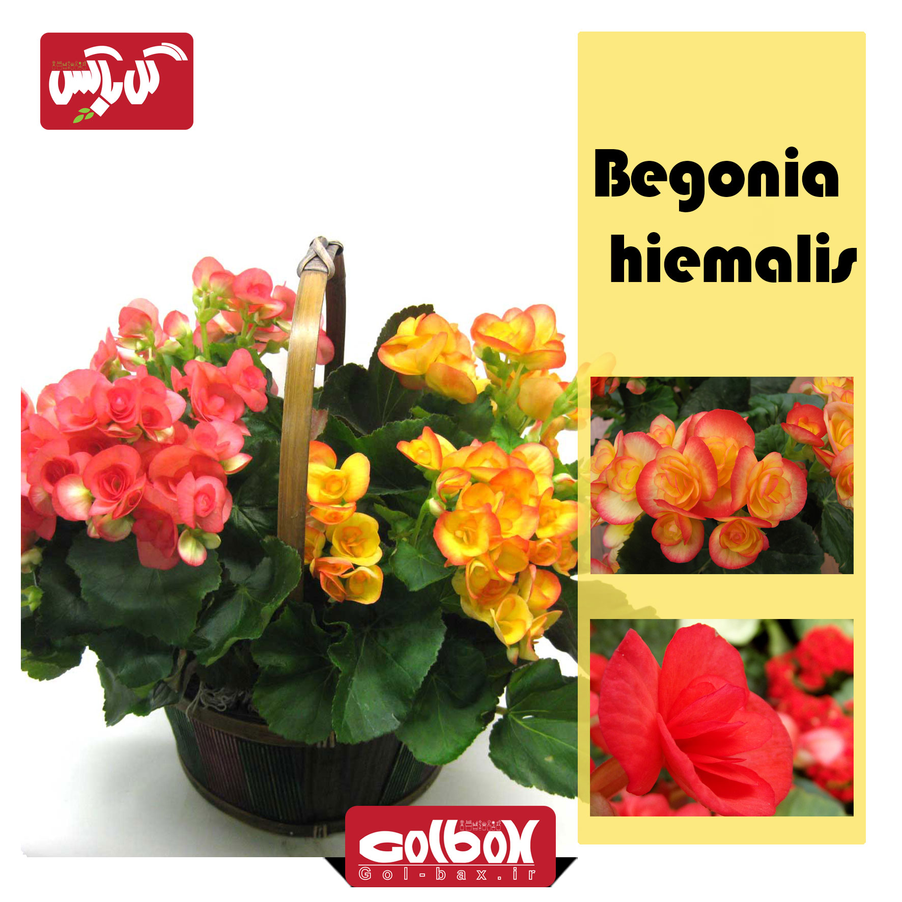 گل بگونیا هیمالیس