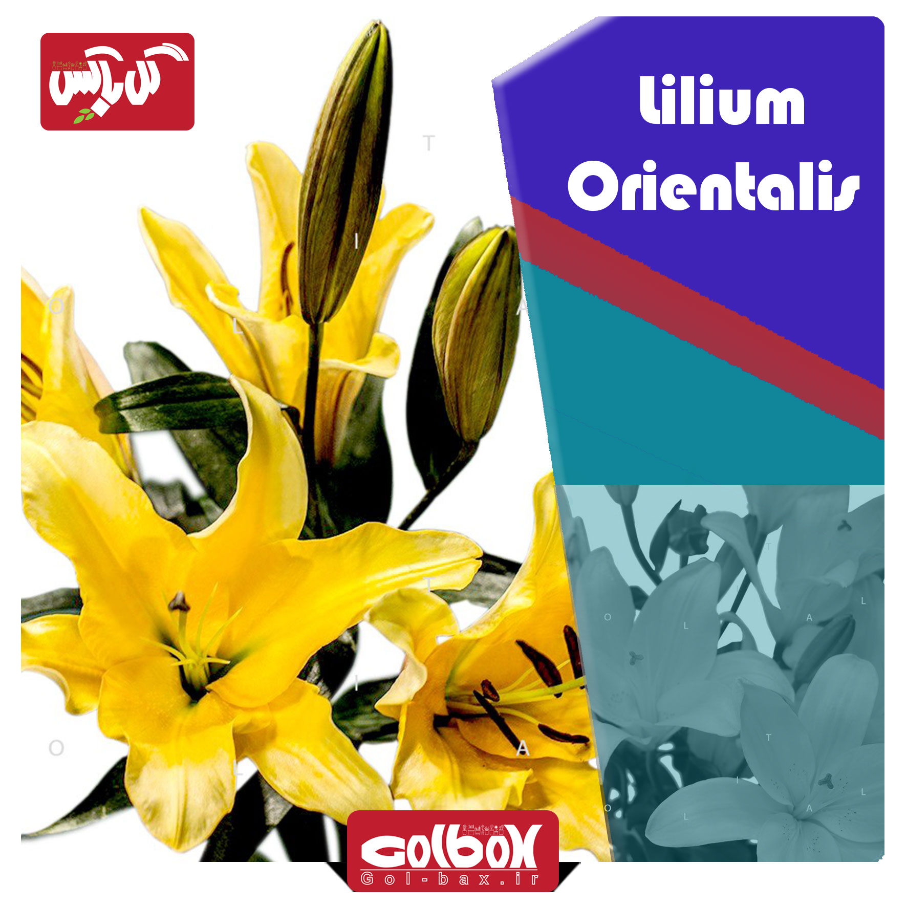 گل لیلیوم lilium