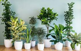 آیا گیاهان آپارتمانی هوای خانه را تصفیه می‌کنند؟