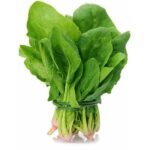 بذر اسفناج هلندی